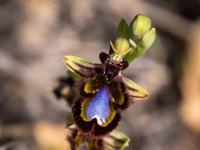 Spiegel Ragwurz Orchideen